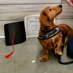 Meet your Posher, Janis